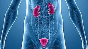 Reconstructive Urology